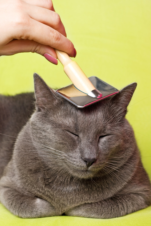 Cat grooming